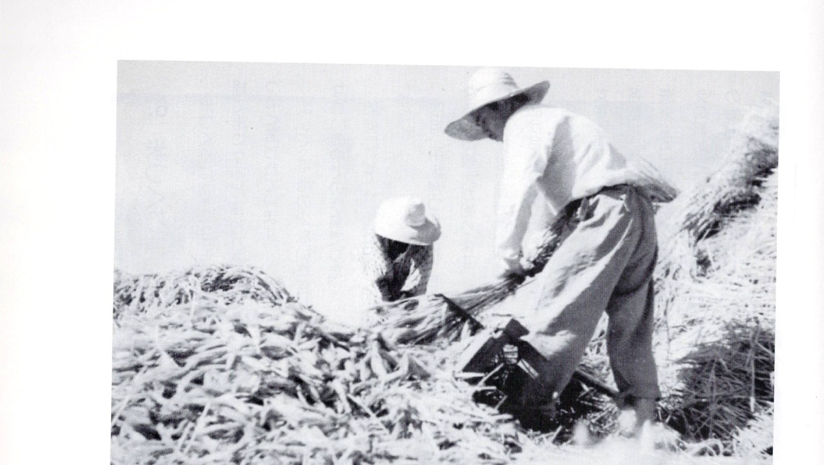 Threshing barley with a senba, the toothed threshing comb / 千歯で麦の穂をこぐ。さぎしま讃歌 p.37
