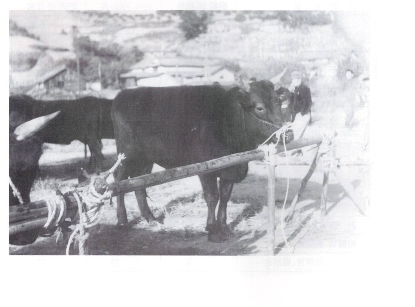 A black draft ox (yakuushi); before the 1950 shift to dairy, cattle plowed the fields and pulled the daihachiguruma handcart / 黒毛の役牛。1950年に乳牛へ移る前、牛は畑を耕し大八車を引いた。さぎしま讃歌 p.62