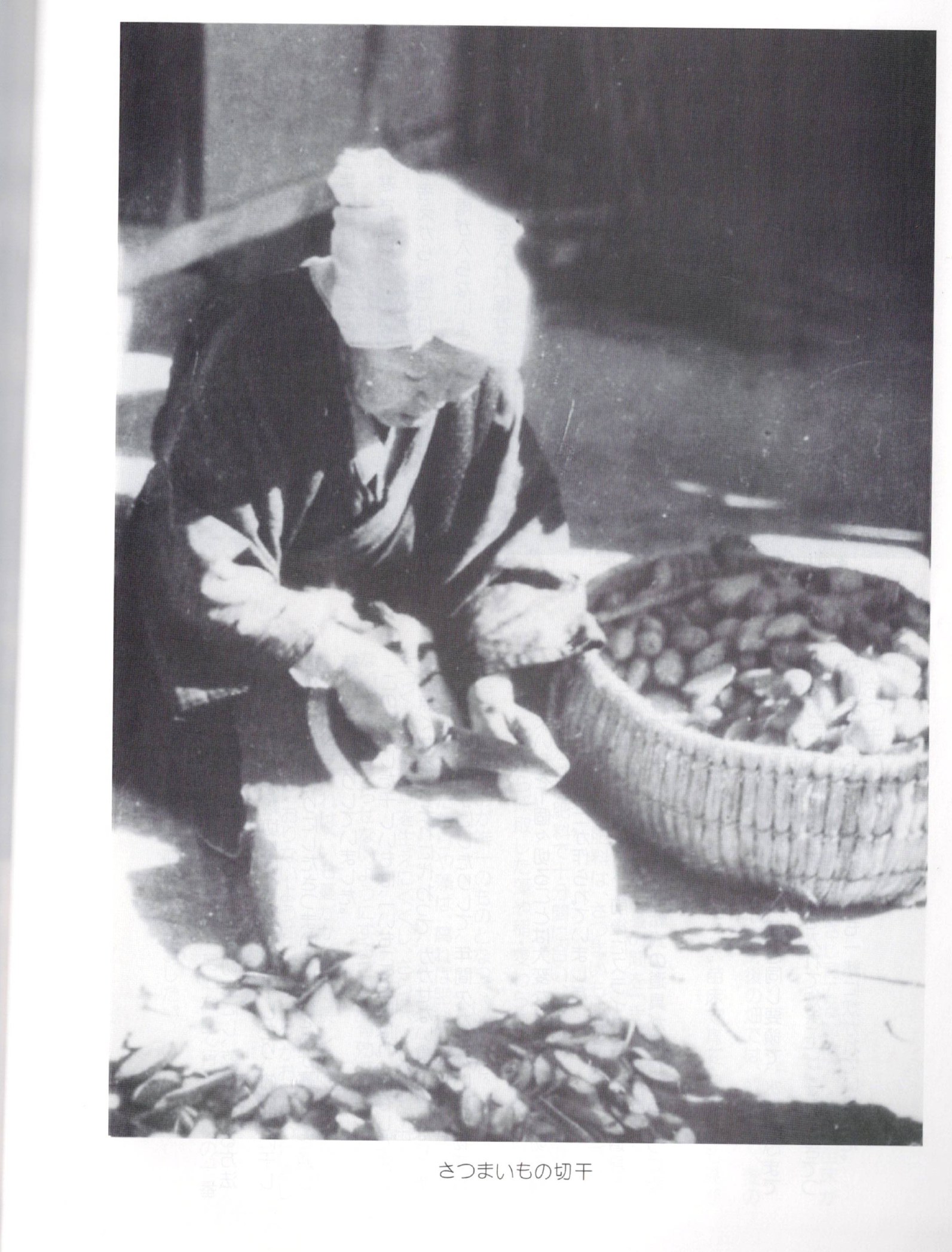 Sorting the sweet-potato harvest, the island's drought-resistant famine-relief staple / さつまいもの選別。乾燥に強い救荒作物だった。さぎしま讃歌 p.30
