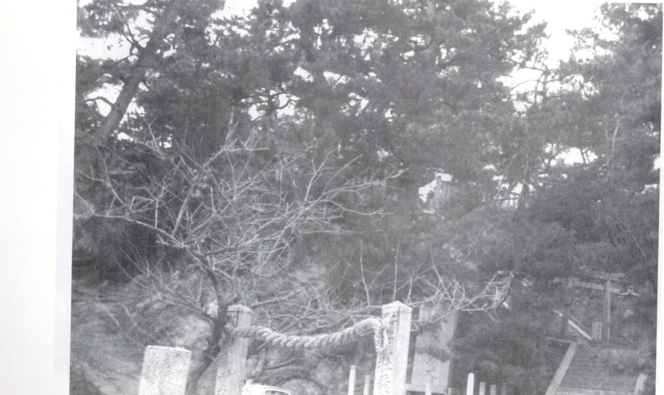 Great pines in the precinct of Ebisu Shrine, Sunoue, 1950s, among the island's lost great trees / 恵美須神社境内の松の大木（昭和30年代）。今は見られない島の大木のひとつ。さぎしま讃歌 p.136
