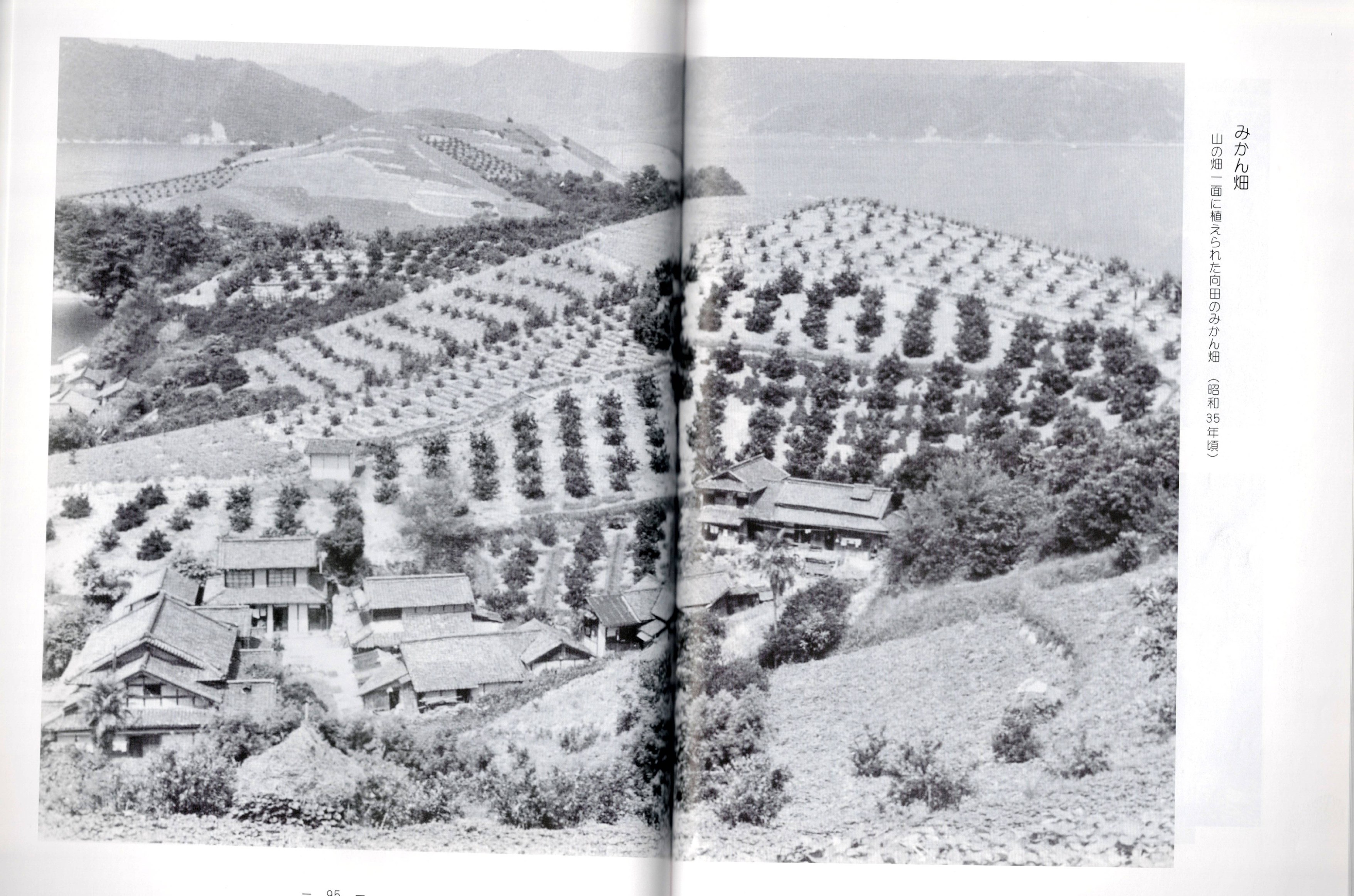 Mikan orchards blanketing the hillside fields of Mukōda, c.1960 / 山の畑一面に植えられた向田のみかん畑（昭和35年頃）。さぎしま讃歌 p.94