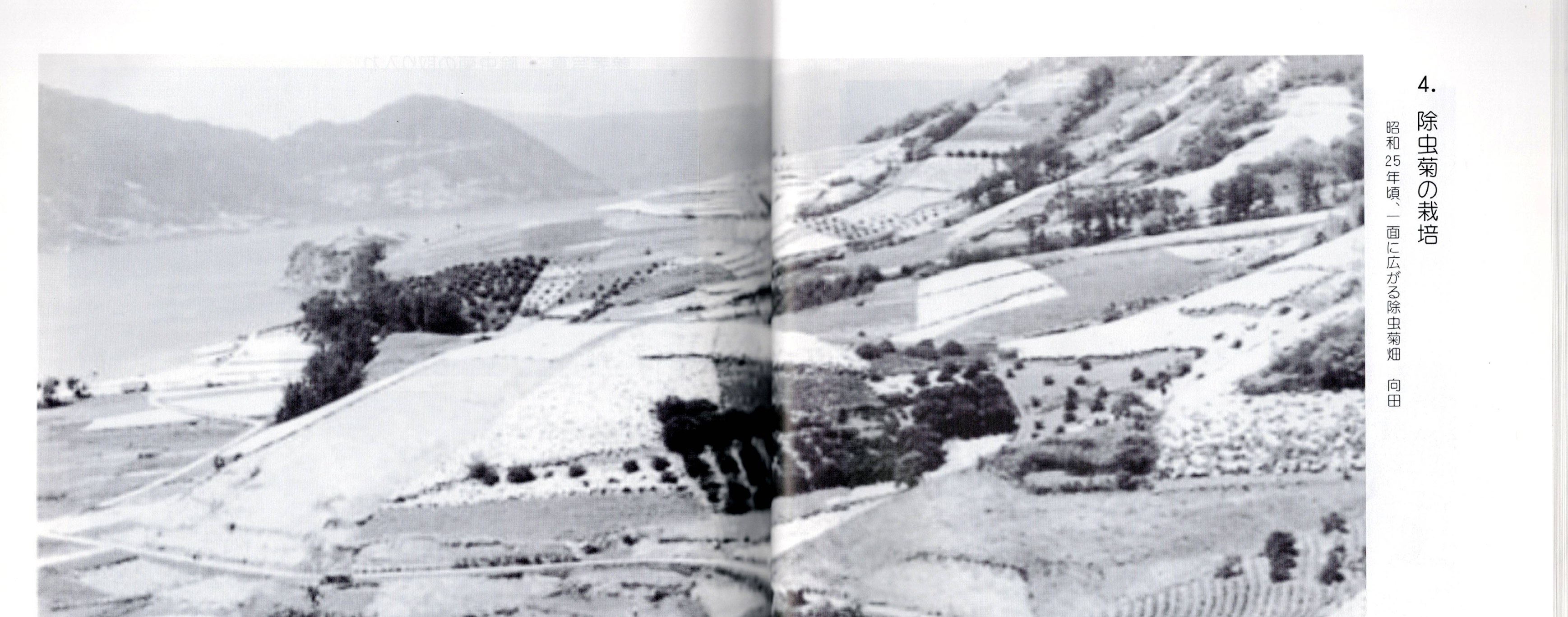 Pyrethrum fields stretching across the Mukōda hillsides, c.1950; at harvest the island turned white with the flowers / 昭和25年頃、一面に広がる除虫菊畑。向田。さぎしま讃歌 p.32