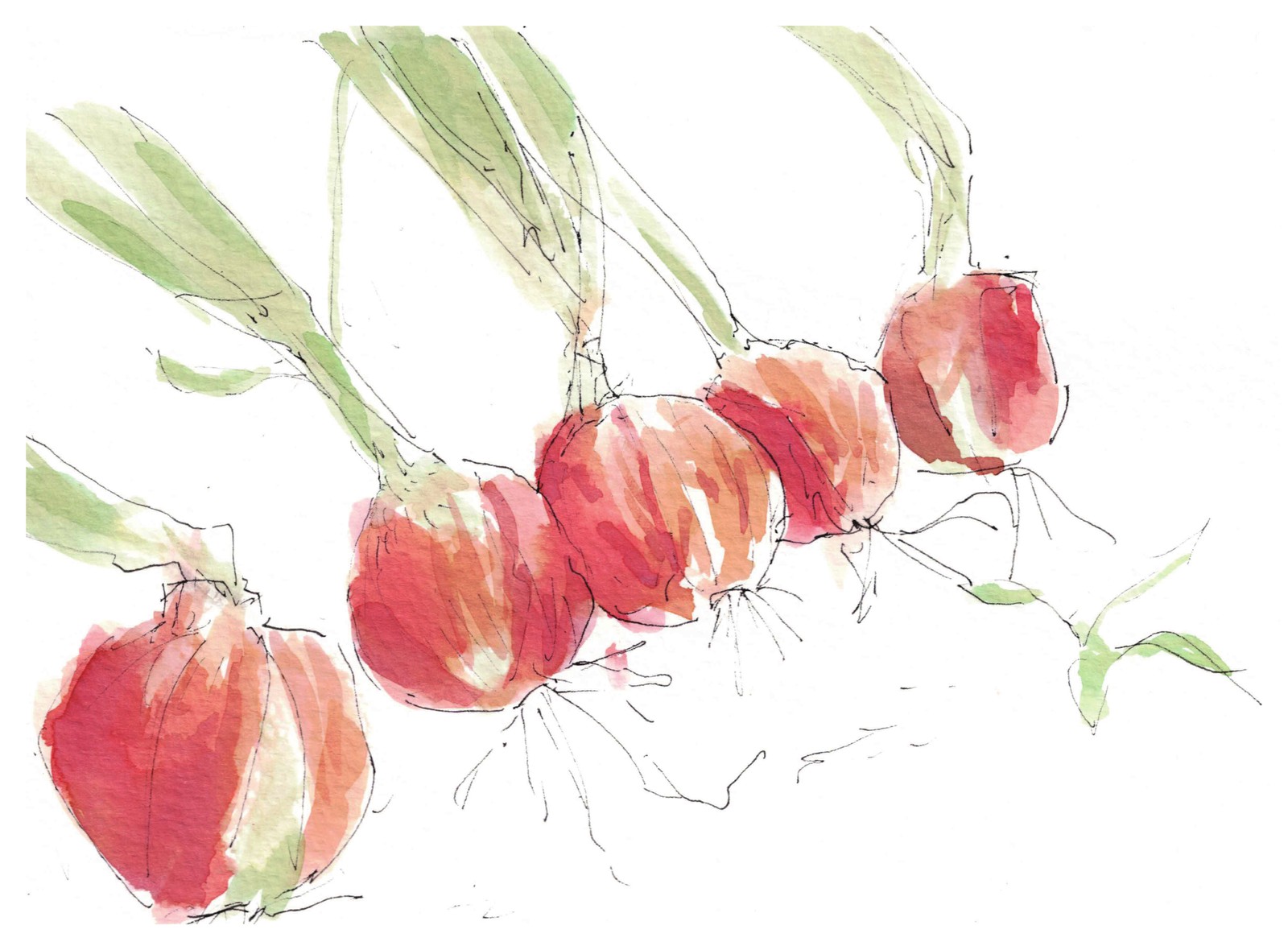 Freshly pulled onions, tops and roots still on. Watercolor, Square group, 2026. / 抜きたての玉ねぎ。葉も根もついたまま。水彩、Squareグループ、2026年。