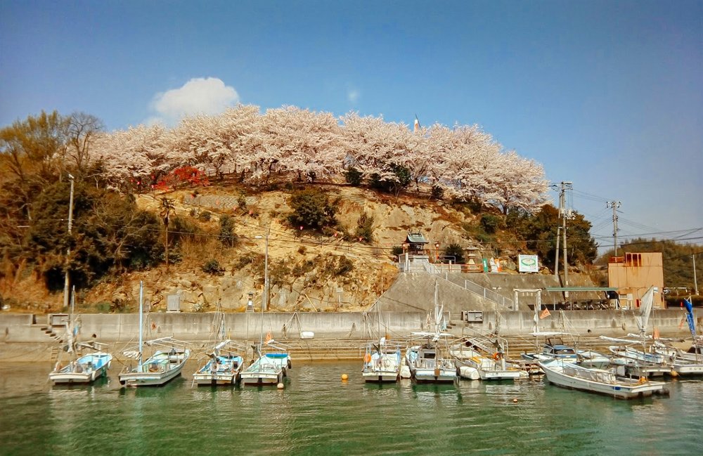 Sagiura harbor in cherry blossom season / 桜の時期の鷺浦港